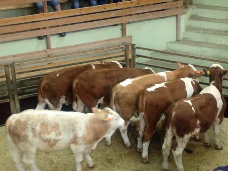 Bild von Hahn Valentin Fleischgroßhandel oHG