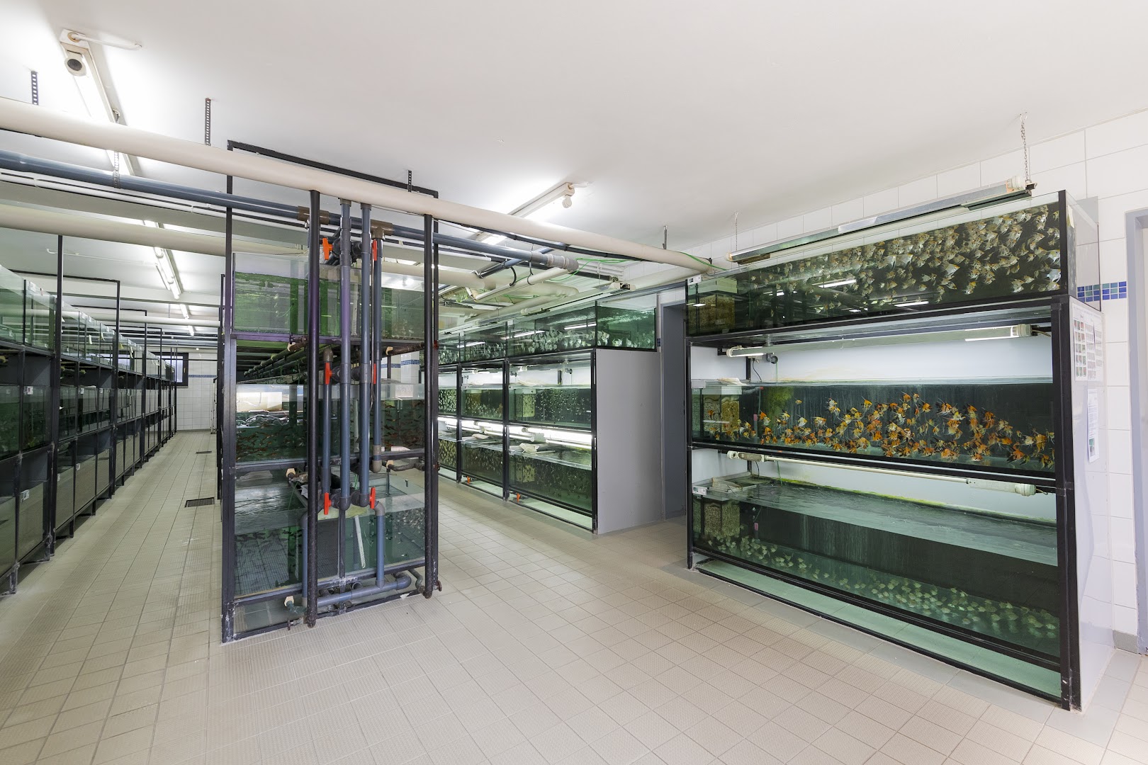 Bild von Zierfischgroßhandel G. Höner GmbH & Co. KG