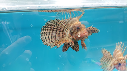 Logo von EFS Inh. Bernd Schmölzing Zoofachgroßhandlung