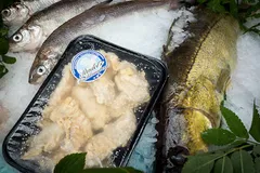 Logo von Primafisch GmbH